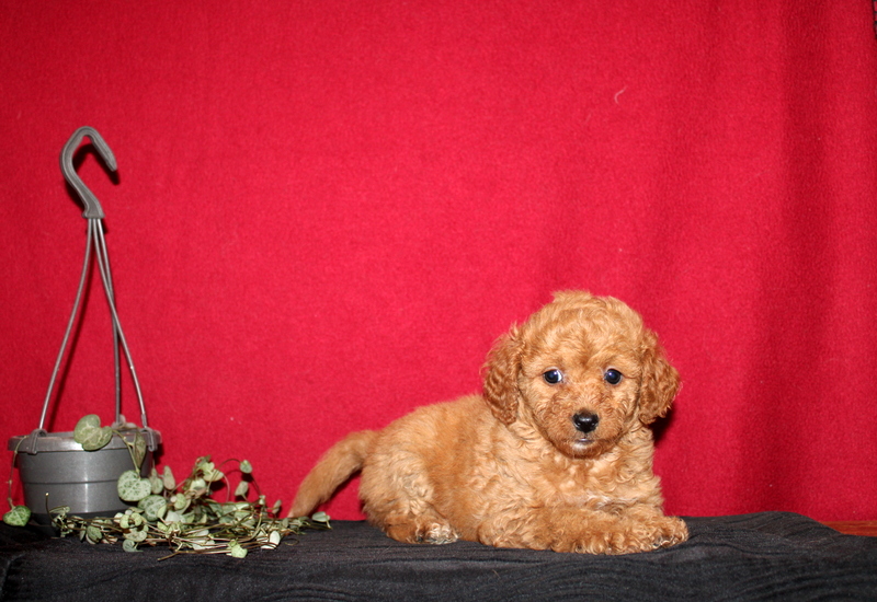 puppy, for, sale, Mini GoldenDoodle F2BB, Matthew B. Stoltzfus, dog, breeder, Gap, PA, dog-breeder, puppy-for-sale, forsale, nearby, find, puppyfind, locator, puppylocator, aca